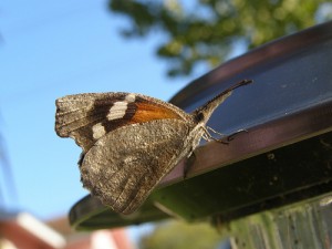 Snout-nosed butterfly