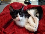 Harlem when he came to live here 3 weeks ago